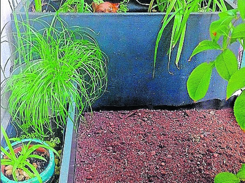 garden7.jpg