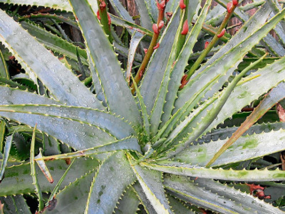 Imagen Aloe_vera_bush