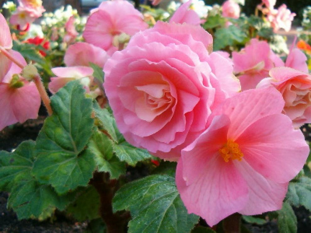 Imagen Begonia_x_tuberhybrida_1005Pink1