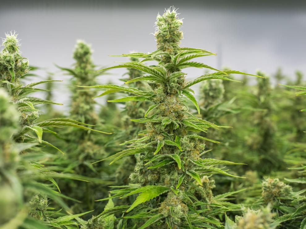 Imagen de archivo de una plantación de marihuana desmantelada por la Guardia Civil en Aragón.