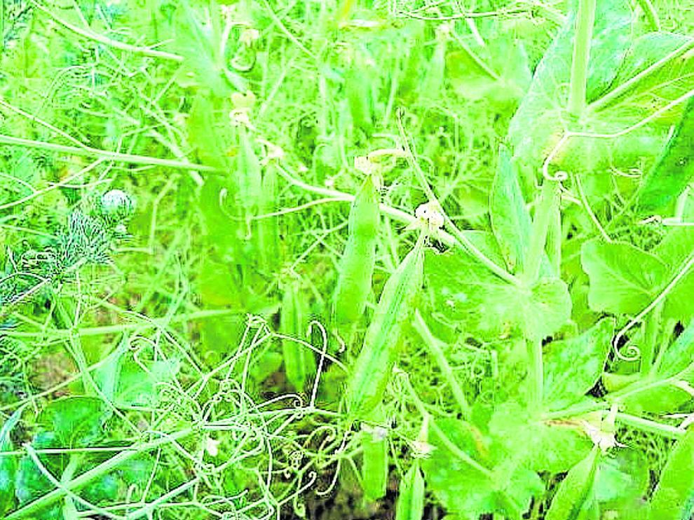 Cultivos de leguminosas en los campos aragoneses para su utilización como pienso.