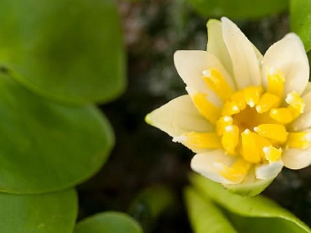 nenu