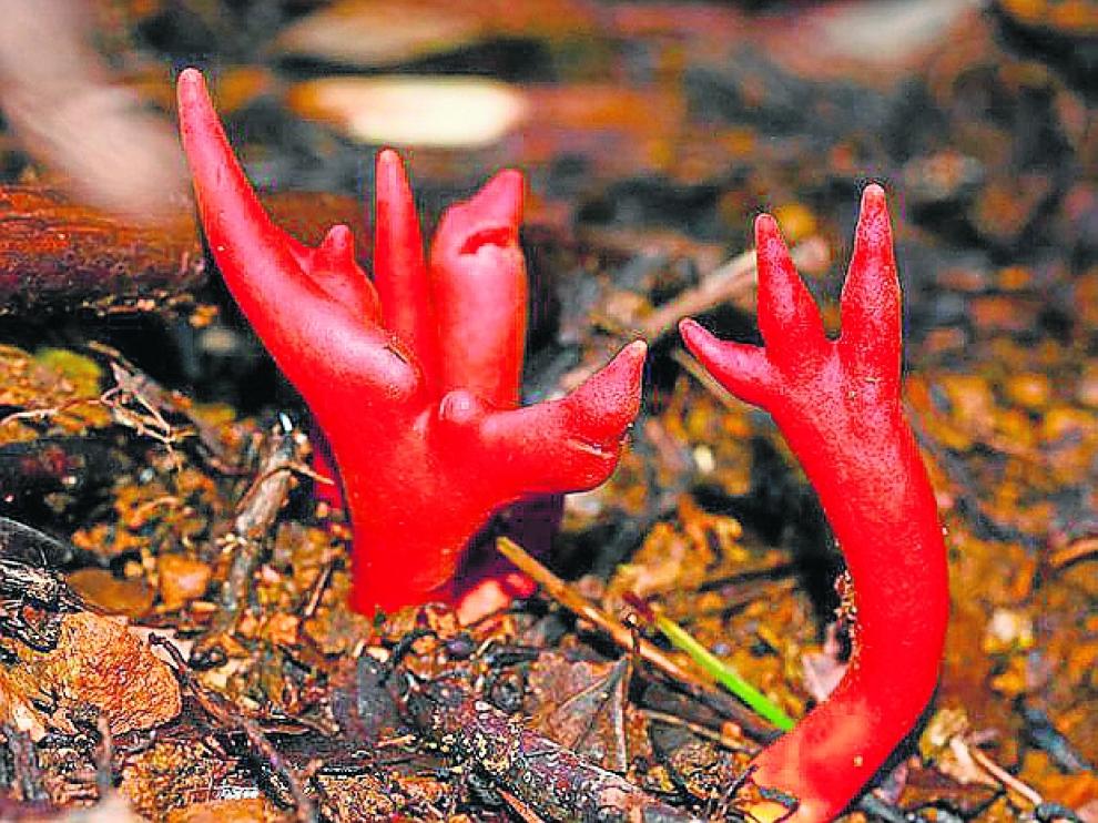 podostroma.jpg