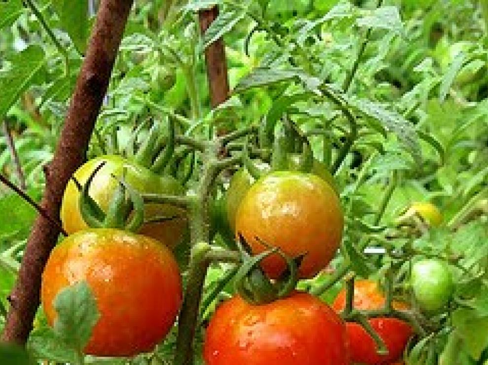 tomato1