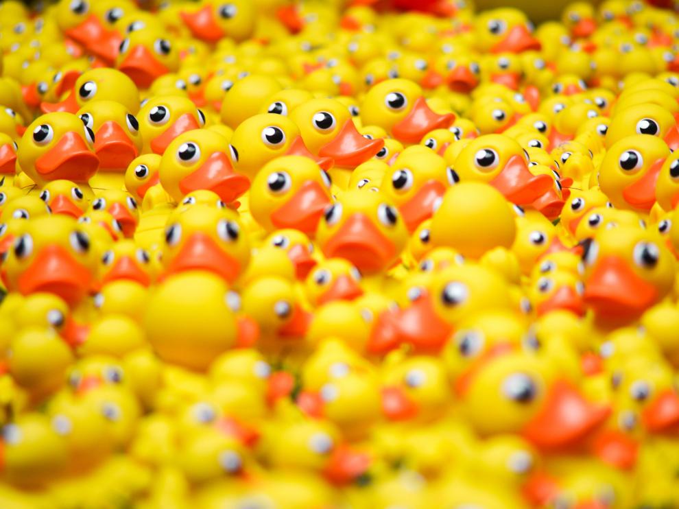 En las carreras de patos, los participantes ponen su nombre y un número a su patito y los depositan en agua natural o artificial.