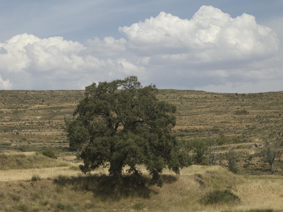 Encina monumental junto a la mina La Manolita, por la que se pasa en la ruta.