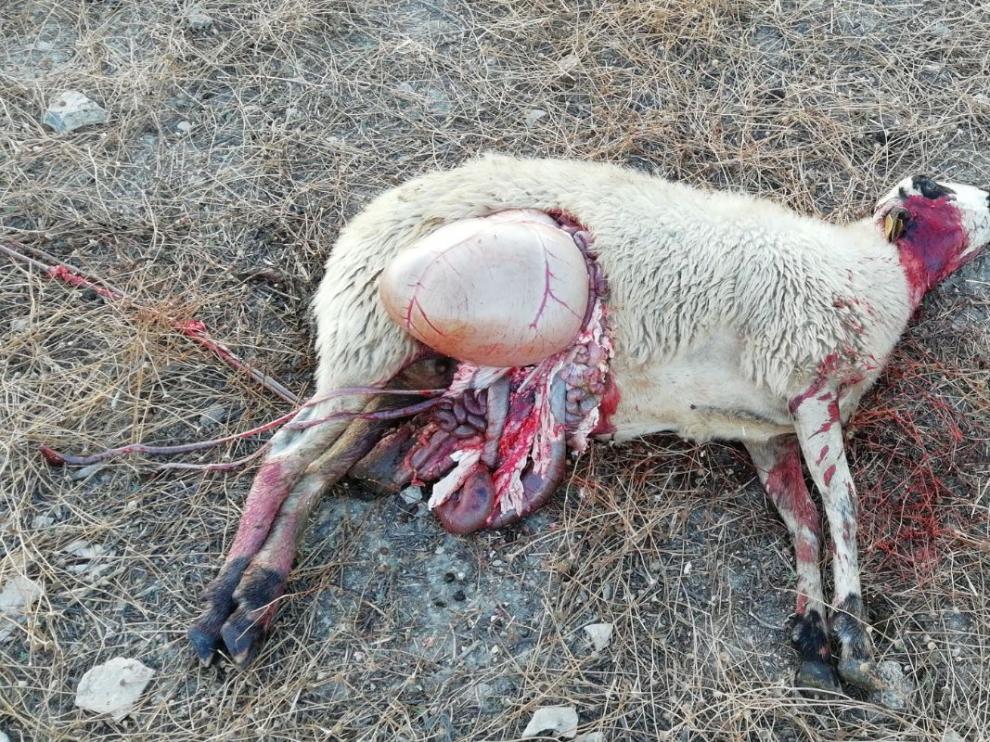 Una de las ovejas que han aparecido muertas en San Jorge.