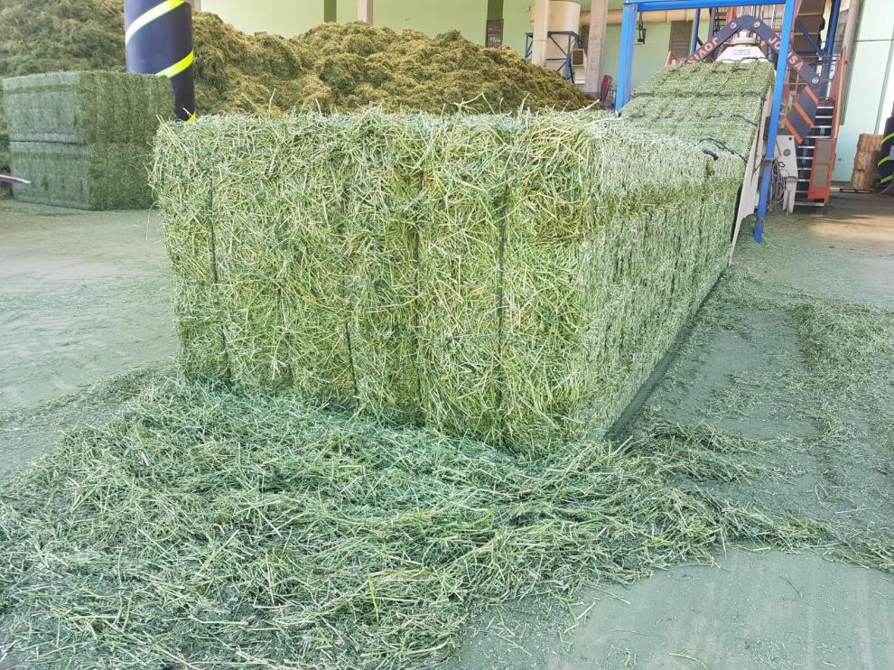 Pacas de alfalfa.