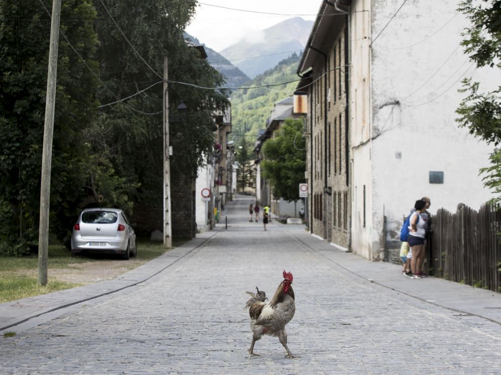 Un gallo pasea por Canfranc pueblo