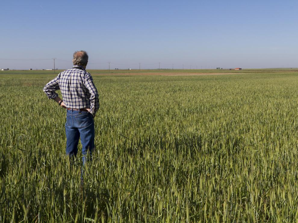 En la imagen, un productor, en su finca, donde está prevista la cosecha en breve de esta variedad de cereal, que responde al nombre de tritordeum.