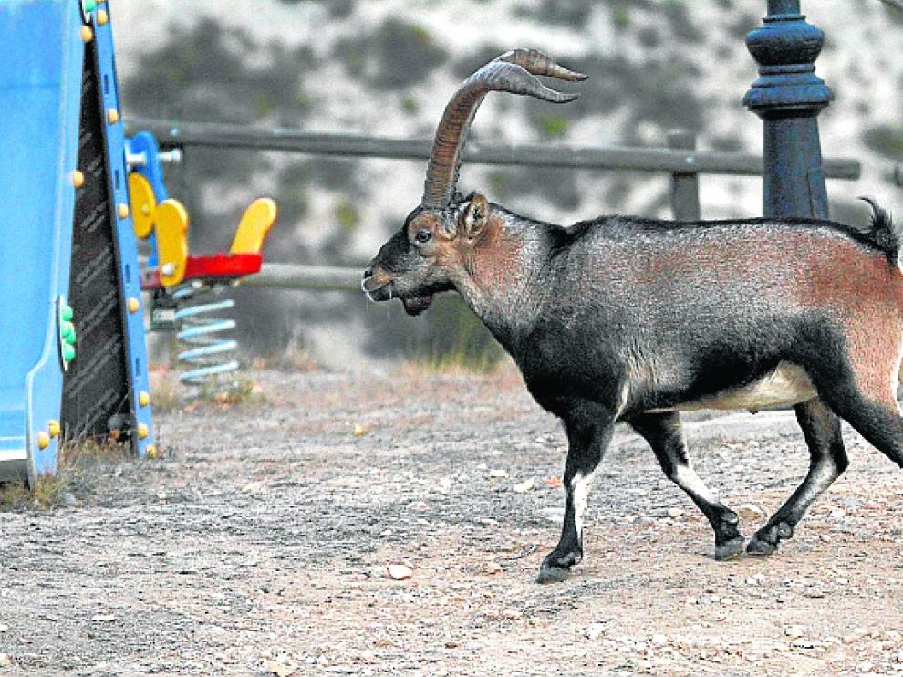 Una cabra pasea por el parque infantil de Montoro de Mezquita.