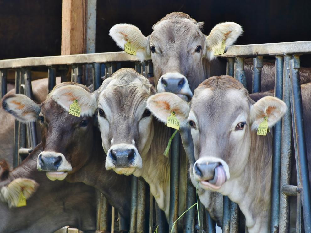 Los veterinarios madrileños creen que el futuro de la profesión está en la industria alimentaria.