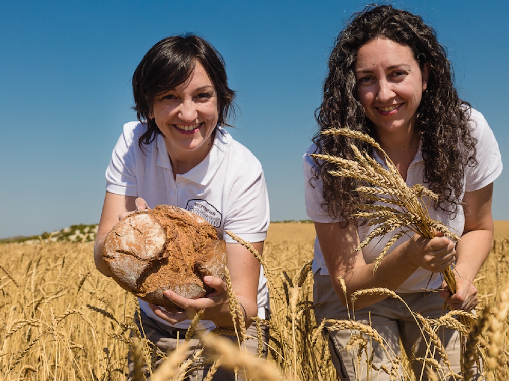 La familia Marcén ha recuperado la variedad de trigo Aragón 03