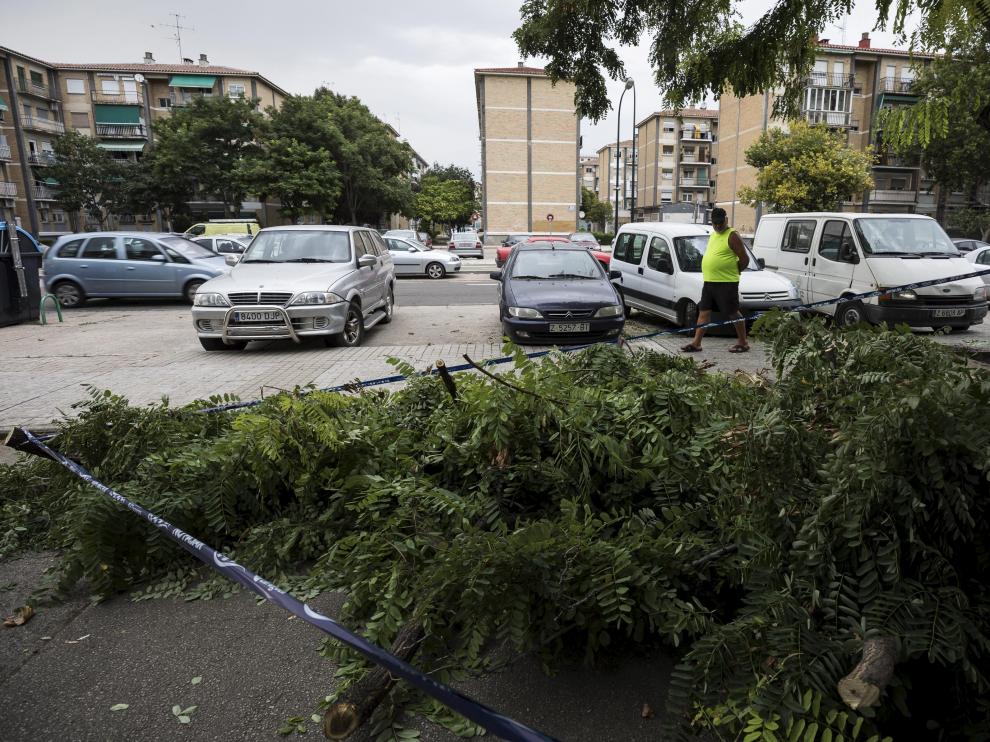 El viento ha derribado este árbol a la altura del número 5 de la calle Peña Oroel, causando algunos daños en un coche estacionado.