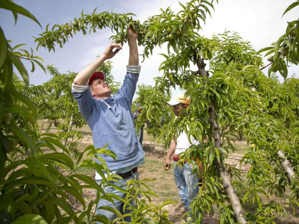 Temporeros trabajan en la campaña de la cereza en una finca de Ricla.