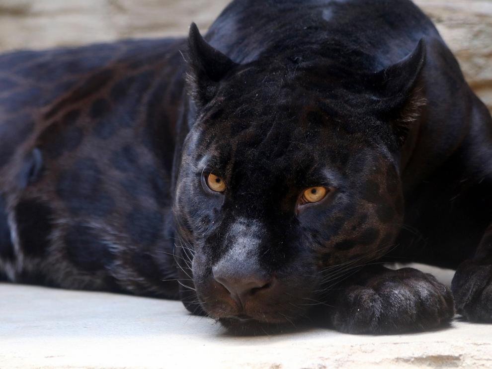 Actualmente existen solamente 64 mil ejemplares de pantera negra alrededor del mundo.