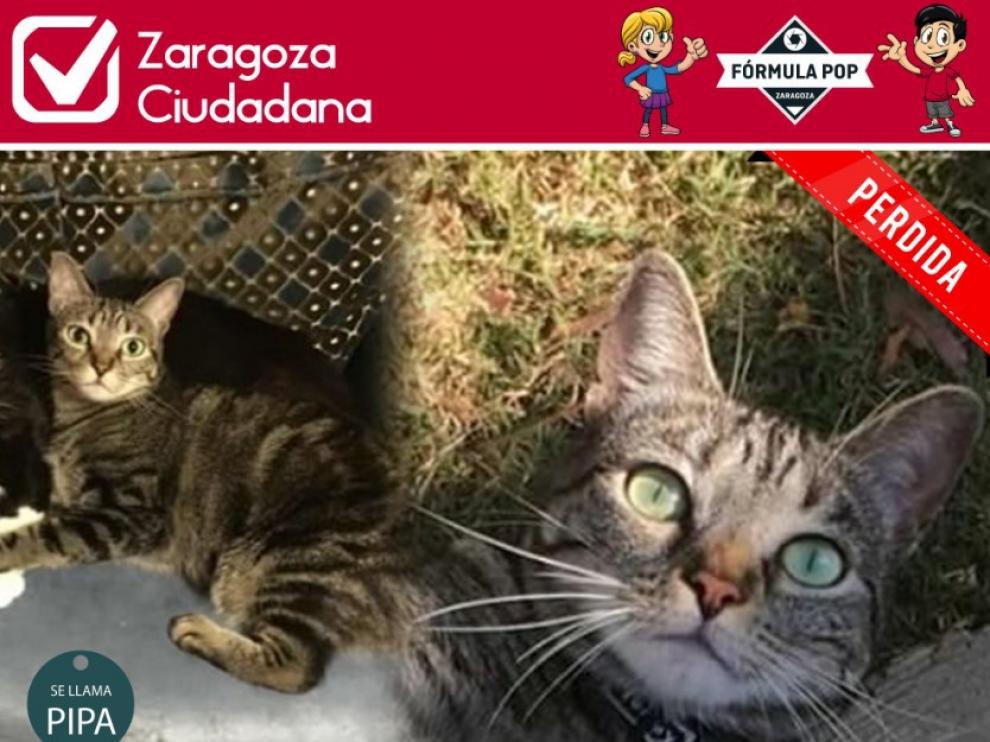 Pipa, la gata desaparecida en Las Fuentes.