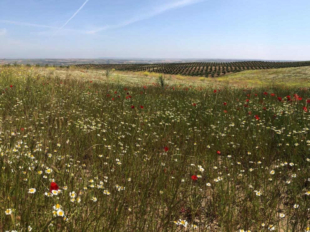 El objetivo de las medidas del informe de la Fundación Global Nature pasa por conseguir que la actividad agrícola y la conservación de la biodiversidad sean compatibles.
