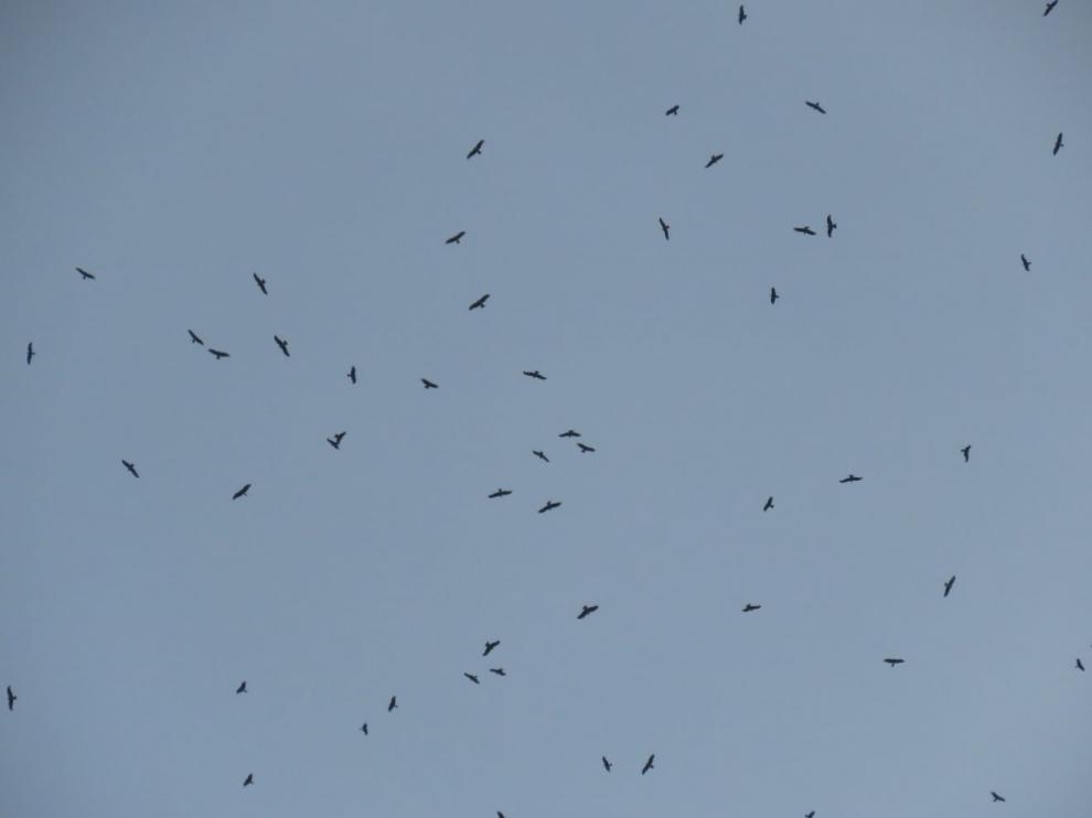 Milanos negros en vuelo sobre el Pirineo aragonés.