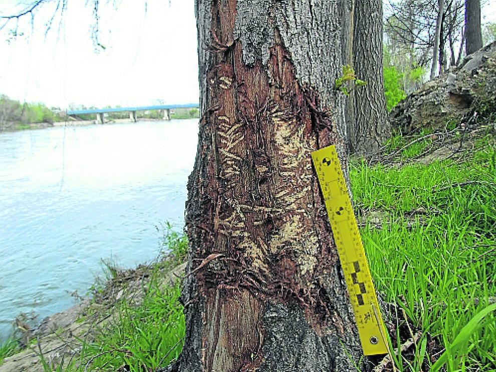 Rastro de un castor en un soto de Las Fuentes (Zaragoza). Los castores cortan árboles de la ribera, excepto el aliso y el tamariz. Aparecen marcas en los troncos en las zonas donde se mueven.