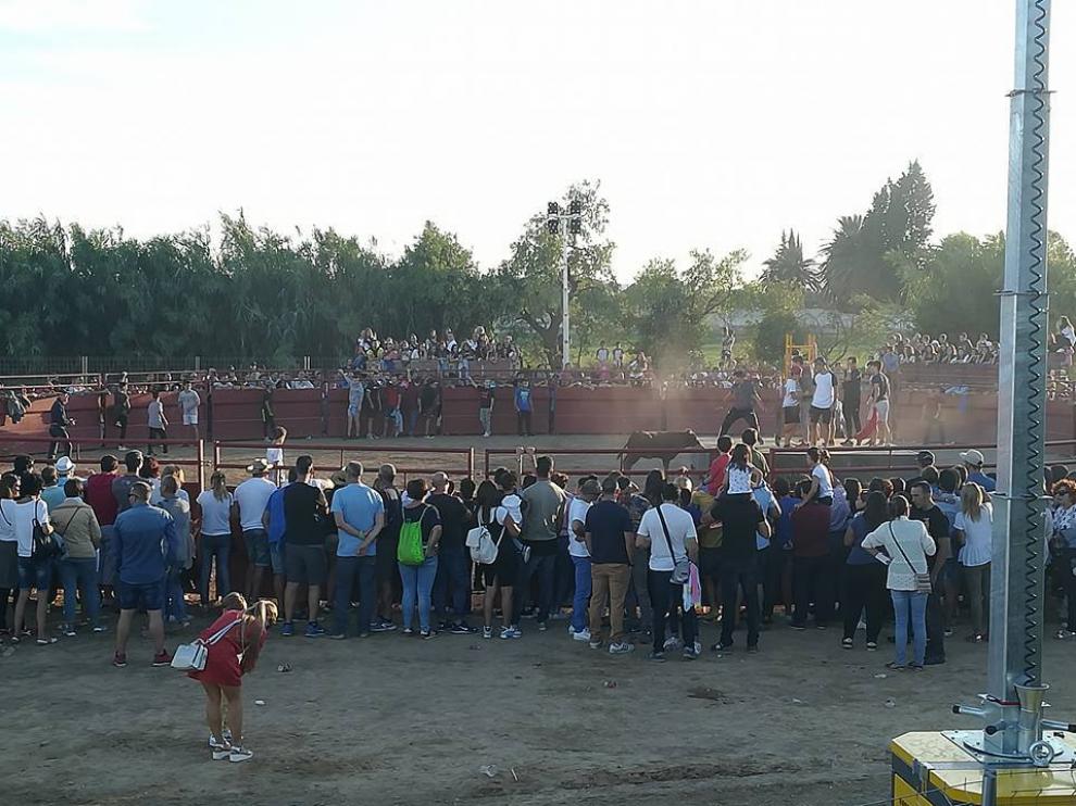 Las vaquillas de Miralbueno, una tradición en las fiestas