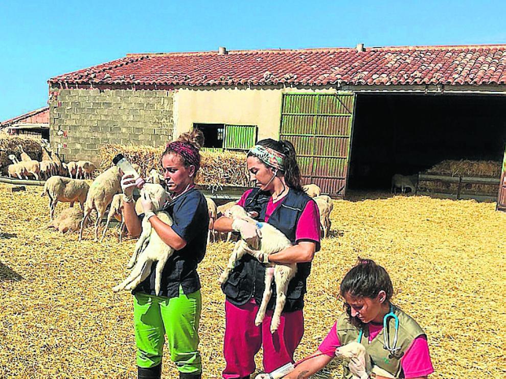 Clara, Laia y Ainhoa, en la granja.