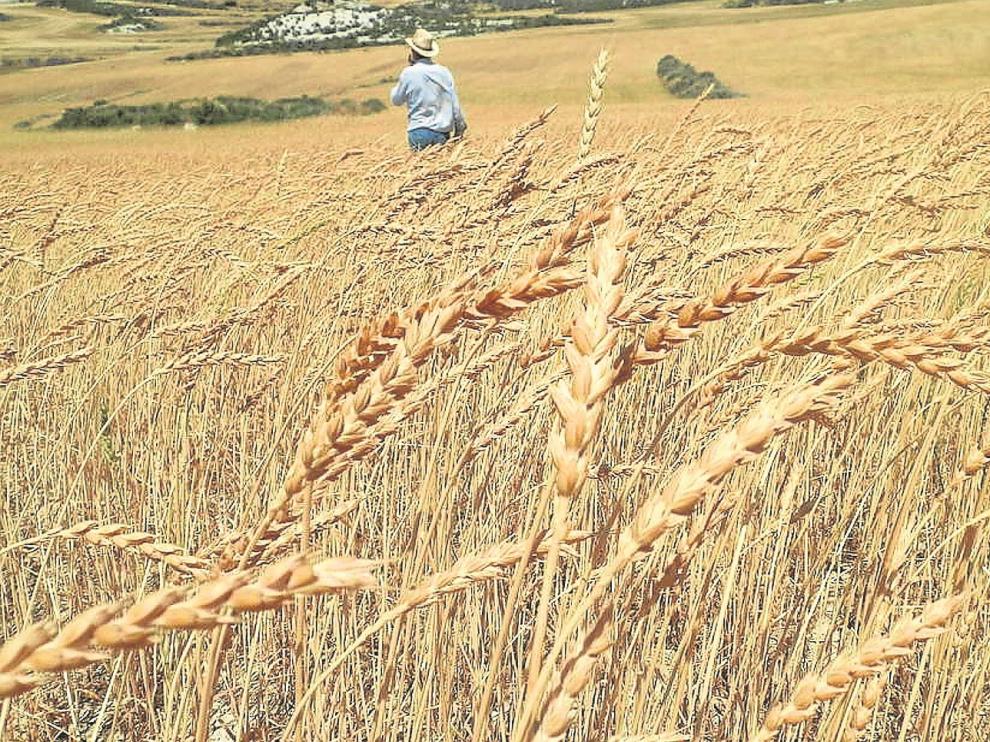Campo de cultivo de trigo Aragón 03.