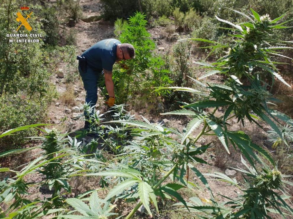La plantación descubierta por la Guardia Civil tenía más de un centenar de plantas.