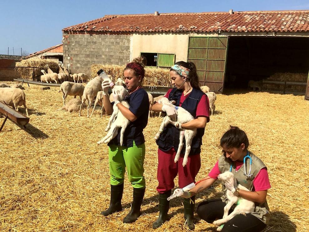 Granja de Cubel en la que cuatro jóvenes estudiantes de Veterinaria realizan las prácticas.