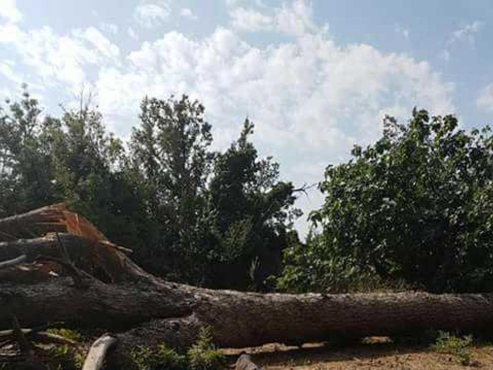 Una tormenta derriba un pino centenario en Villafranca de Ebro
