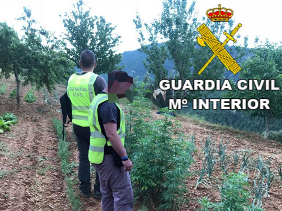Plantación de marihuana desmantelada en Linares de Mora.