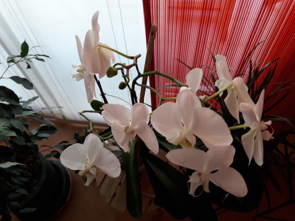 Las orquídeas apenas requieren tierra