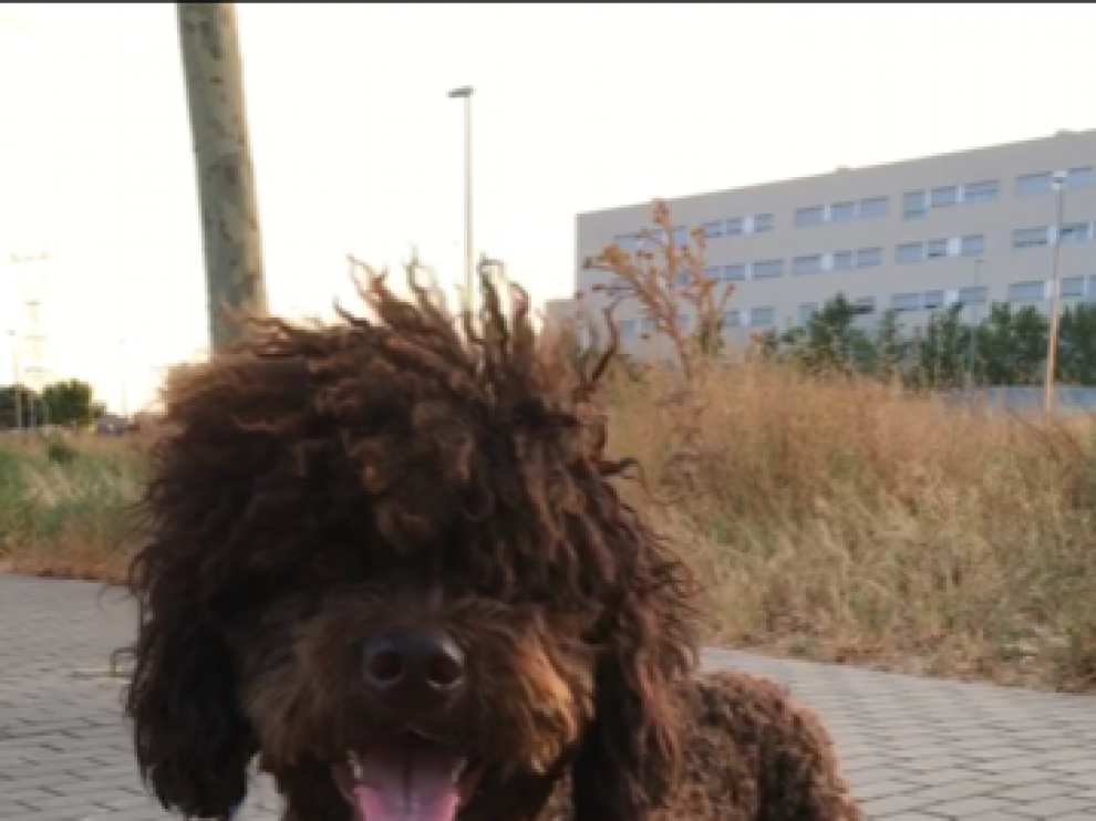Bimba se perdió el pasado viernes en el barrio de La Almozara.