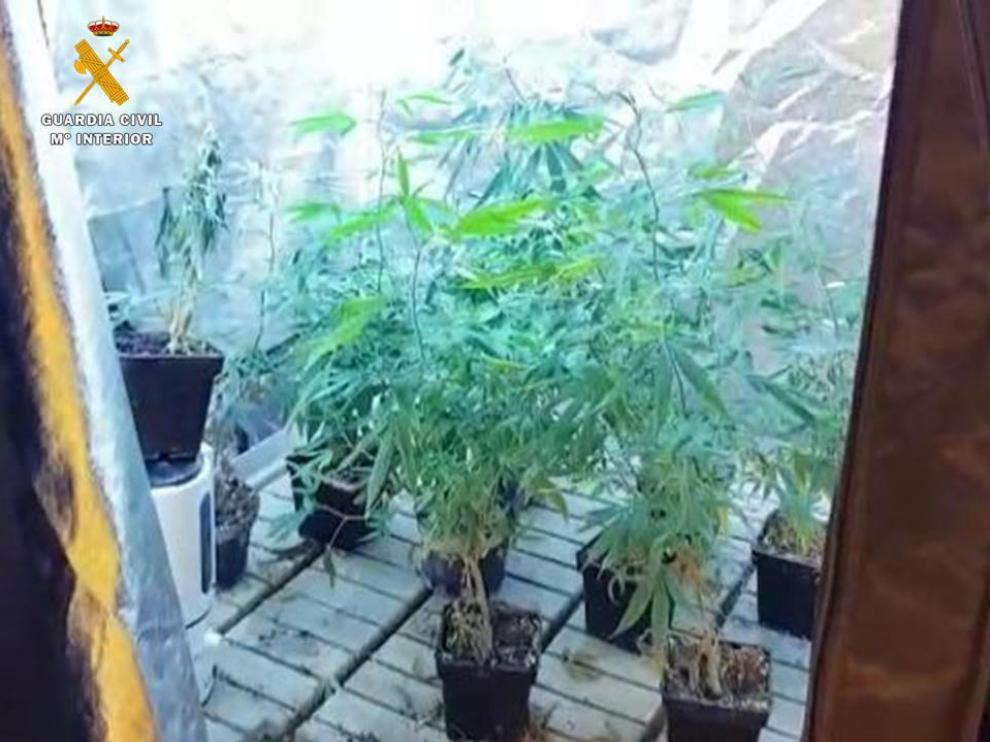 La Guardia Civil se incautaron de dos plantaciones de marihuana.
