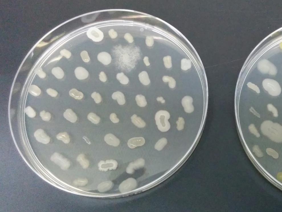 Microorganismos presentes en el suelo. Existe una gran diversidad de microbios presentes en cualquier ambiente .