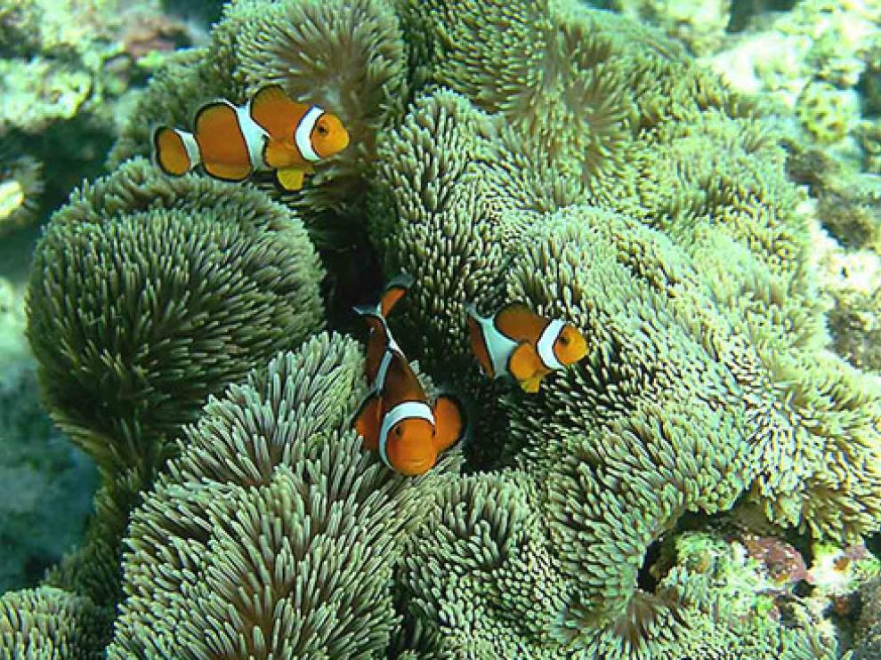 Stichodactyla gigantea en el arrecife de coral cerca de la isla japonesa Sesoko