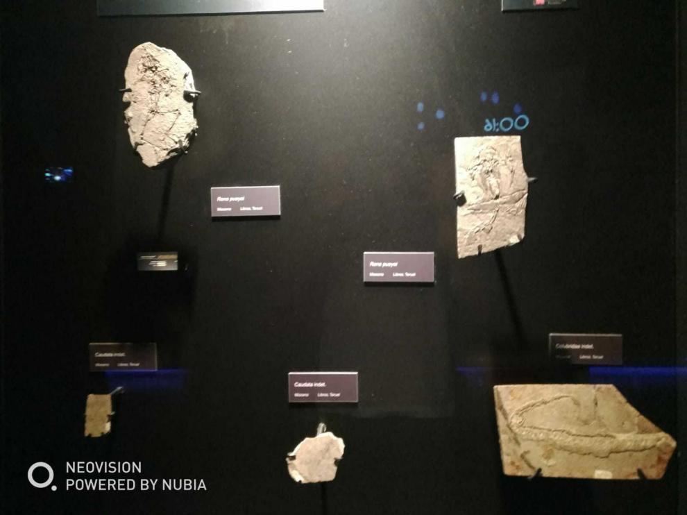 En la esquina izquierda inferior, el fósil sustraído de Dinópolis