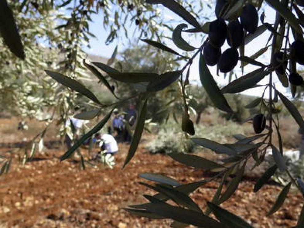 El cultivo del olivar está presente en las tres provincias aragonesas.