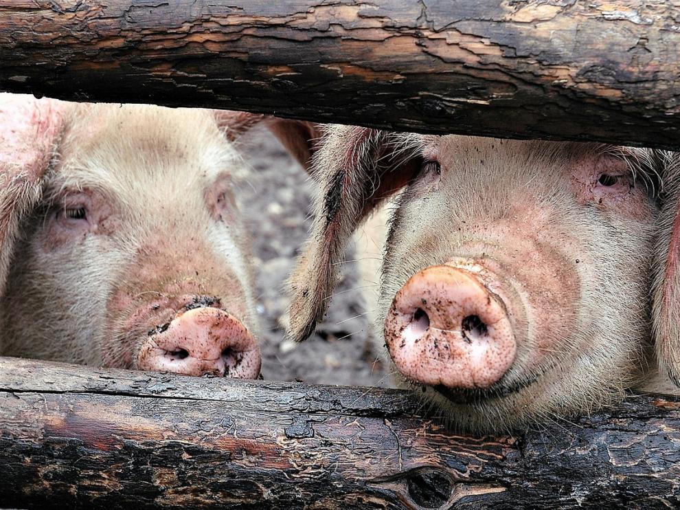 El valor de la producción final de porcino ronda los 7.000 millones de euros al año en España.