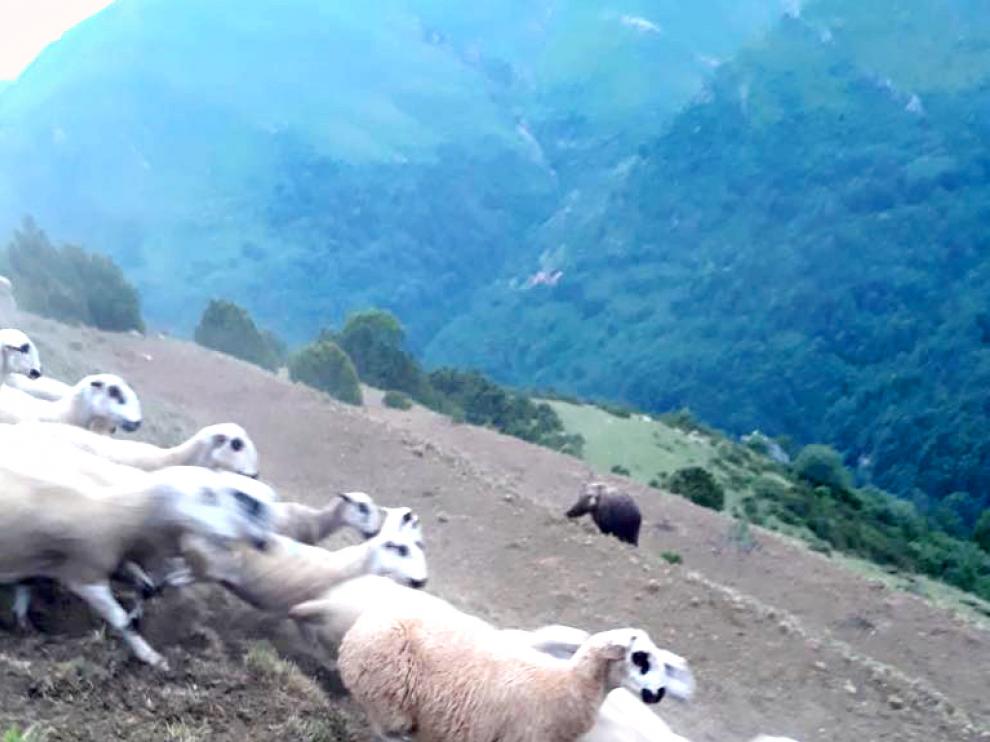 El pastor fotografió al oso acercándose a su rebaño