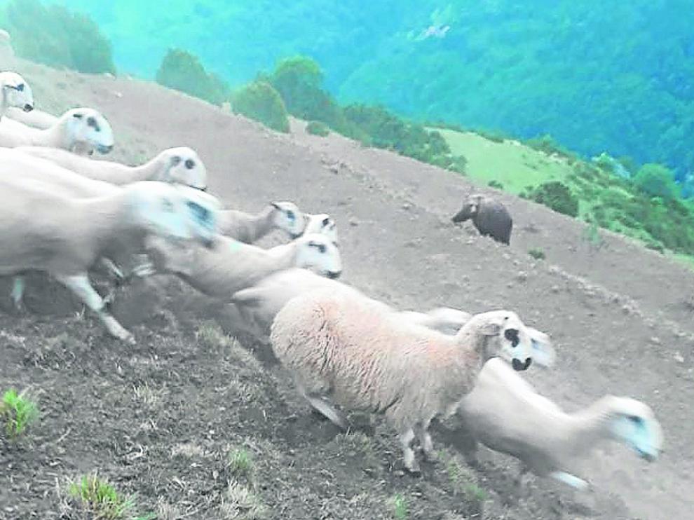 Fotografía tomada por un pastor de Castanesa el pasado 27 de junio cuando un oso atacaba su rebaño