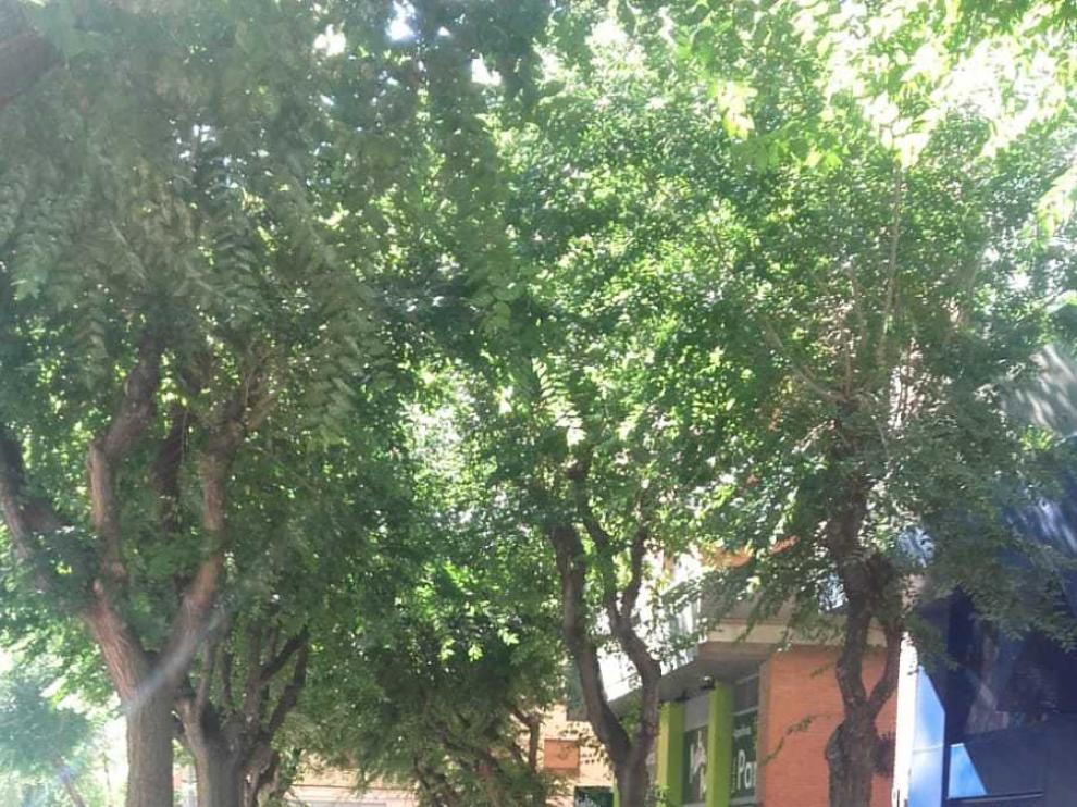 Aficionados han acudido a las oficinas del Huesca en Avenida Pirineos para adquirir las últimas localidades disponibles