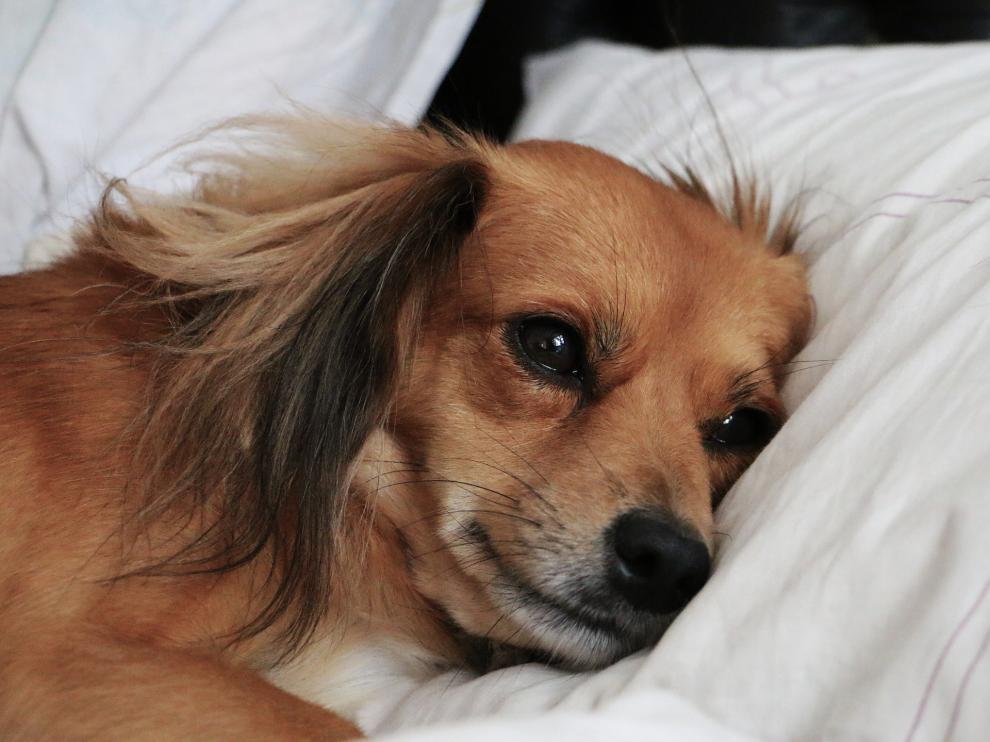 A las mascotas también les cuesta adaptarse después de las vacaciones.