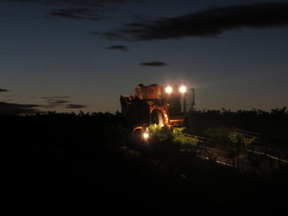 Una imagen de archivo de la vendimia nocturna en Bodegas Ejeanas.