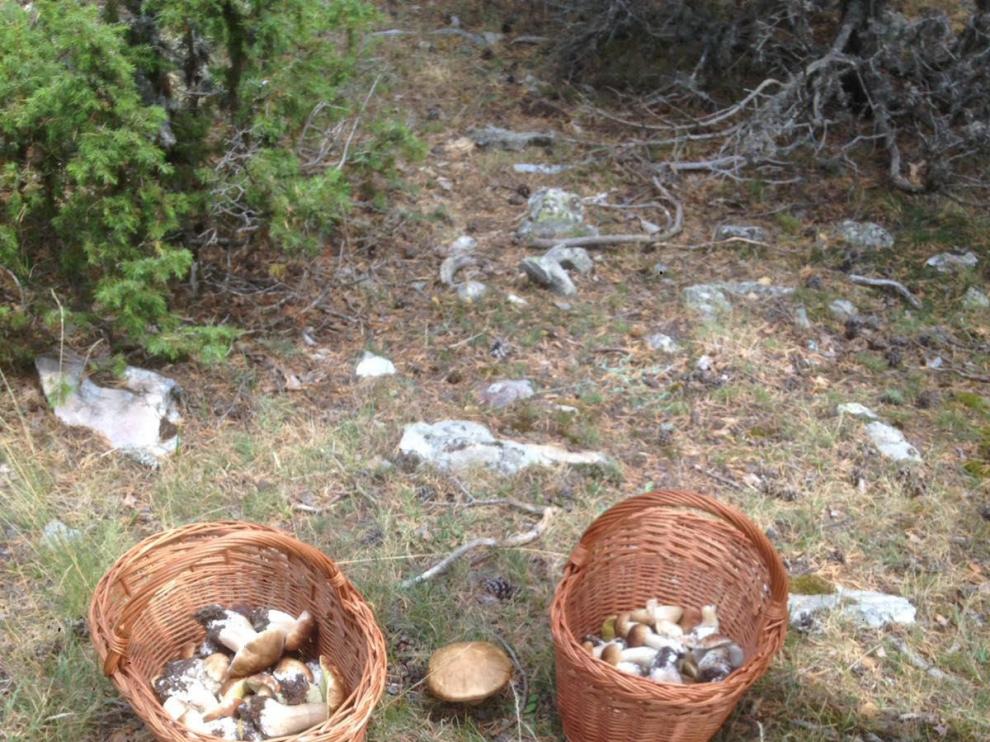 Imagen de archivo de gran recolección de boletus y rebollones en la Sierra de Albarracín