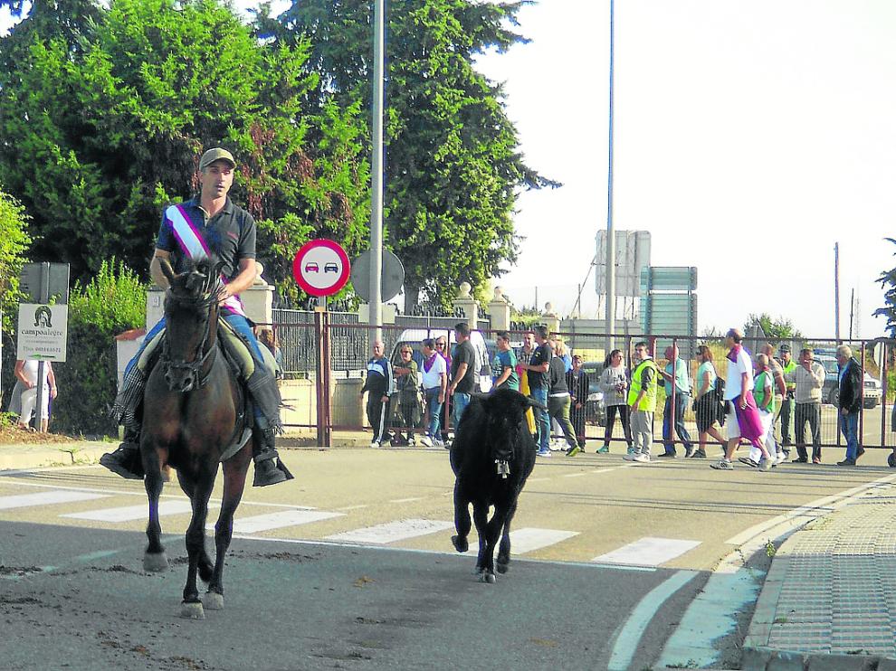 Uno de los caballistas participantes acompaña a una vaca en su entrada a la localidad.