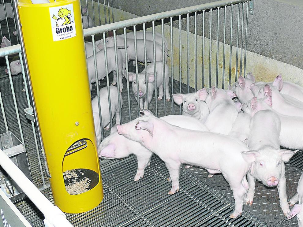 Grupo de lechones de una de las granjas que forman parte de la asociación Porc-Libre.