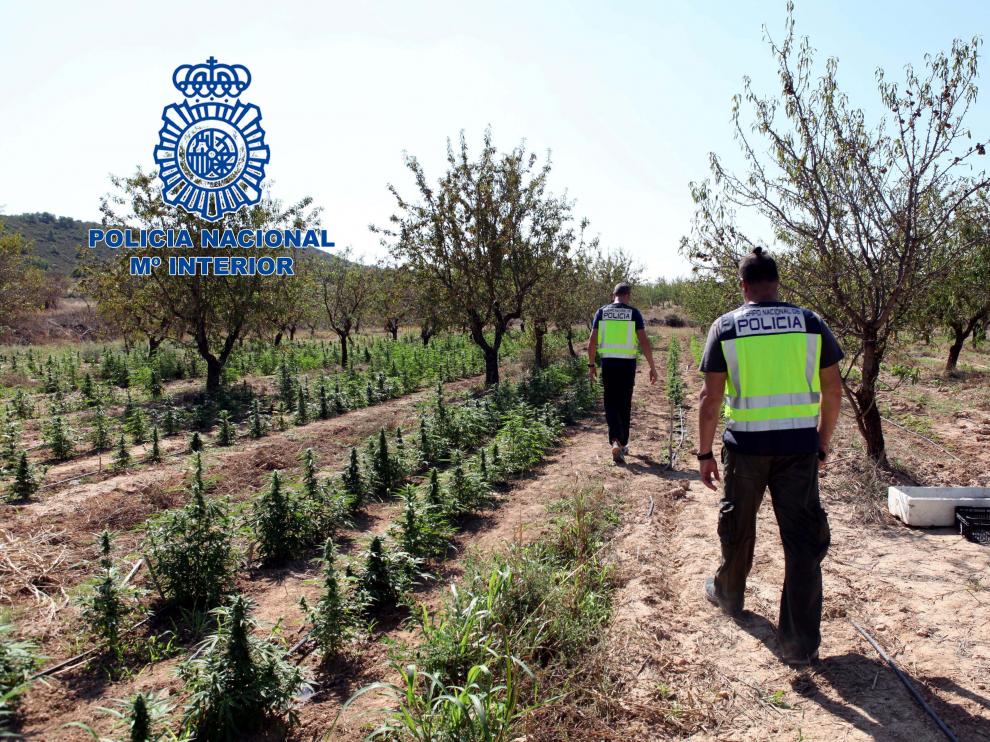 Imagen de la plantación de marihuana en Nonaspe realizadas por la Policía Nacional.