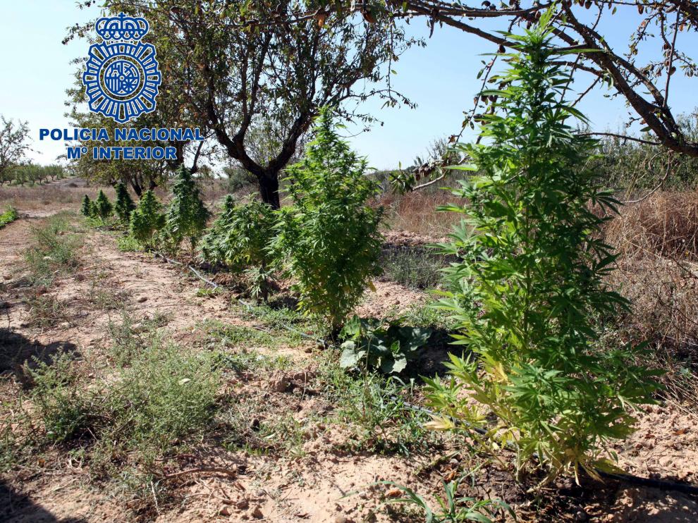 Imágenes de la plantación en Nonaspe.
