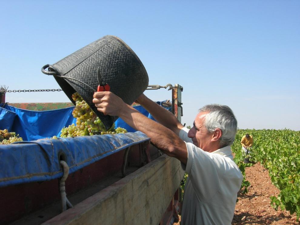 Recolección de las primeras uvas blancas esta semana en la D. O. Cariñena
